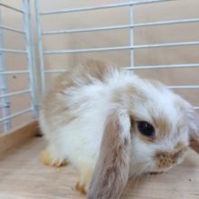 ゆったりふわふわな性格でｺﾞｻﾞｲﾏｽ～ロップイヤーきましたよっ