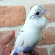 良い感じに馴れています！セキセイインコ（ハルクィーン）☆