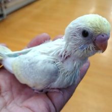 極美です！！セキセイインコ（パステルレインボーパイド）☆