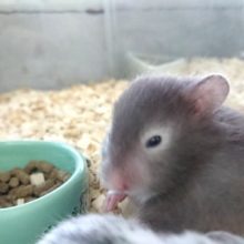コレはオススメのハムちゃんですよっ！ゴールデン系ハムスター（セーブル）～～