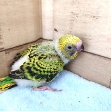 初めて飼う方にもおススメ！セキセイインコ（オパーリン）～～