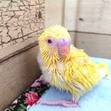 甘ったれさんです！セキセイインコ（ルチノー）～～