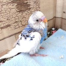 隙あらば、寝たいです！セキセイインコ（パイド）～～