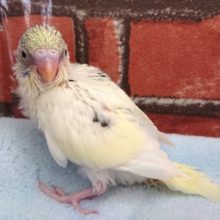 額のイエローがキレイねぇ～セキセイインコ（クリームハルクィン）