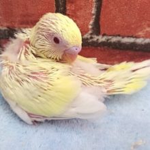 性格が人懐っこくおススメですよ！セキセイインコ（クリーム）