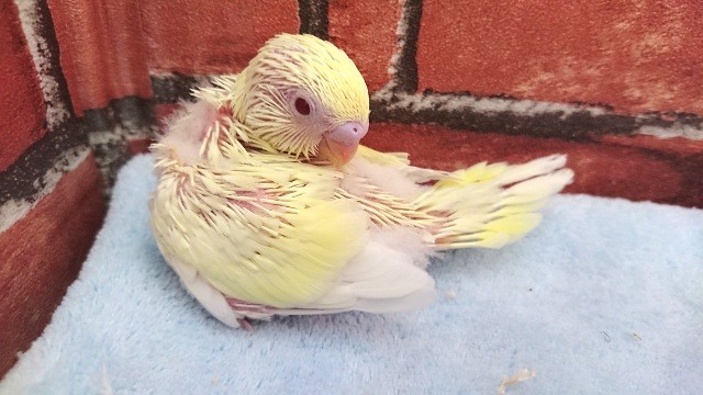 性格が人懐っこくおススメですよ！セキセイインコ（クリーム）