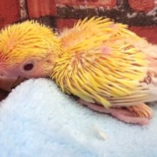 キレイな赤目さんでーす！コザクラインコ（ゴールデンルチノー）～～