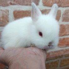 ｷﾚｲな赤目さん！ドワーフラビット（ヒマラヤン）～～～