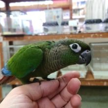 当店のアイドル的存在！　ホオミドリウロコインコ（ノーマル）　2020年10月10日最新画像！