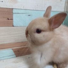 きなこ餅のような？？もっちもちドワーフラビット（セーブルポイント）～