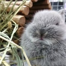 寝顔がたまりません。。ドワーフラビット（ブルーマーチン）～～