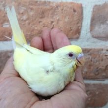 綺麗な成長をみせております！セキセイインコ（クリームルチノー）～～～