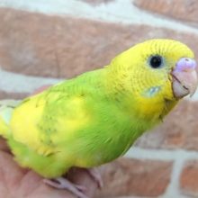 性格明るく、ほがらかさん！セキセイインコ（スパングルパイド）～