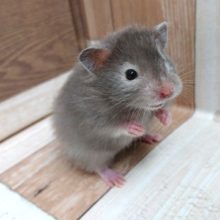 笑顔ですっ☆セーブルハムスター！