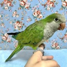 オキナインコ  ノーマル  ３月５日