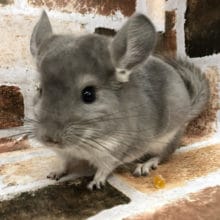 目が合った瞬間に虜です…チンチラのヴァイオレット〜♡