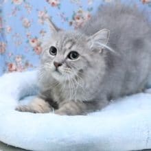 超絶甘えん坊!! サイベンリアンの男のコ 2020.8/12撮影