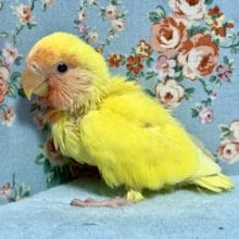手乗りコザクラインコ  ルチノー  8月8日
