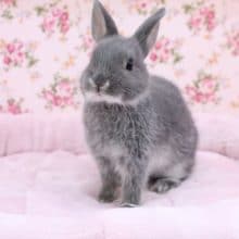 馴れてます！ ネザーランドドワーフラビット“ブルーオター” 2020.8/27撮影