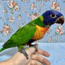 手乗りゴシキセイガイインコ  8月29日