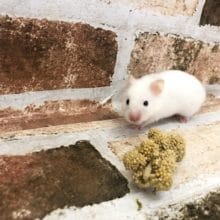 ツヤツヤホワイトのサテンハムスターちゃん〜♡
