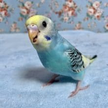 手乗りセキセイインコ  レインボーパイド  8月22日