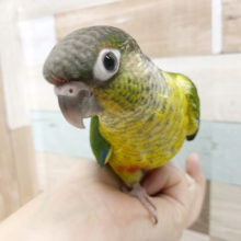 超ホヤホヤ最新画像☆ワキコガネウロコインコさんヒナ卒業〜！