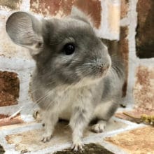 メロメロ必須のヴァイオレットのチンチラちゃん〜♡