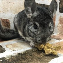 現実逃避中！？ノーマルのチンチラくん〜☆