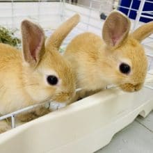 ミニウサギ  男の子  8月30日