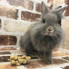 気品溢れるライオンラビットちゃん〜♡