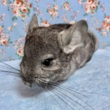 チンチラ  ノーマルグレー 女の子  8月26日