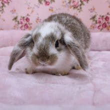 可愛すぎて…　ロップイヤーラビット 2020.8/16撮影