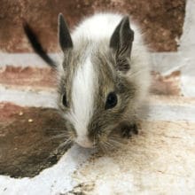 顔がいい！！パイドデグーくん☆