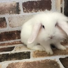 愛称はヤギ☆ライオンロップイヤーくん☆