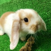 常にモグモグのロップイヤー♡