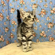 遊ぶの大好きアメリカンショートヘアくん♡