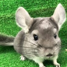 大人気な激キュートなチンチラのヴァイオレットくん〜☆