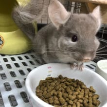 大人気のチンチラちゃん〜♡