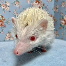ハリネズミ  アルビノ 男のコ  8月5日