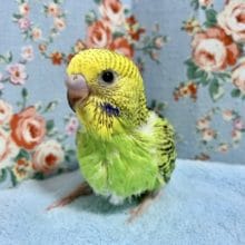 手乗りセキセイインコ  ノーマル  8月20日