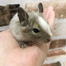 お顔が可愛いパイドデグーちゃん♡