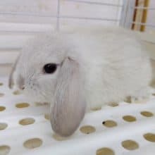 白くてふわふわ！ロップイヤーラビット！
