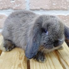 チョコみたいなカラーのロップイヤーラビット！