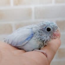 アメリカン☆ホワイトな豆瑠璃羽 2020年08月26日