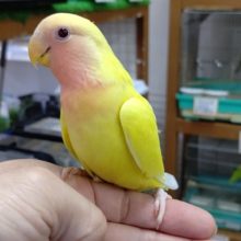 ルチノー！！！　ゴールデンチェリー小桜インコ 2020年09月20日