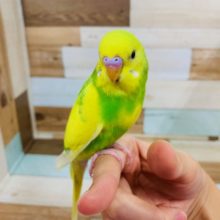 画像更新!!綺麗な色になりました！セキセイインコ（スパングルパイド）