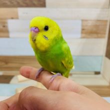 言葉への反応がいいですねぇ　セキセイインコ（スパングル）