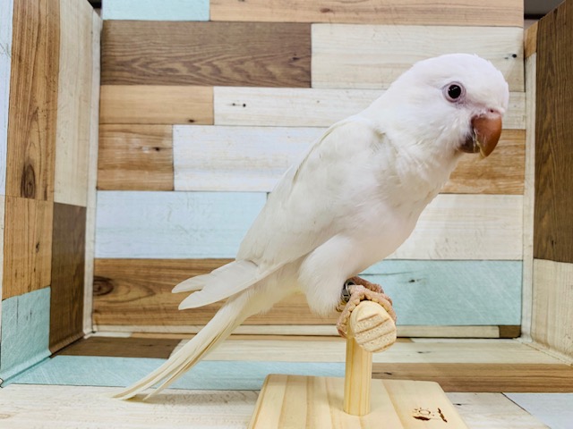 オキナインコ