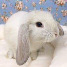 ロップイヤーラビット（フロスティ）女の子　２０２０年６月生まれ